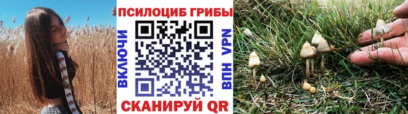 Галлюциногенные грибы Psilocybine cubensis  Железногорск-Илимский 